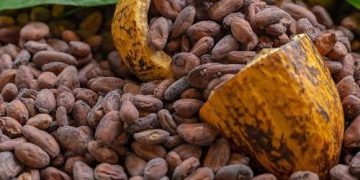 Ivory Coast Cocoa Producers Suffer Amid Global Price Fall