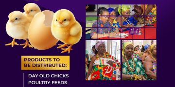 4800 Day-Old Chicks Starter Pack to be Distributed among Queen Mothers at 8th Gathering of the Royals