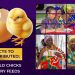 4800 Day-Old Chicks Starter Pack to be Distributed among Queen Mothers at 8th Gathering of the Royals