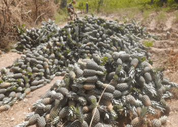 Beyond survival: Pineapple emerges as a climate-smart lifeline for farmers in Northern Ghana