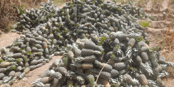 Beyond survival: Pineapple emerges as a climate-smart lifeline for farmers in Northern Ghana Beyond survival: Pineapple emerges as a climate-smart lifeline for farmers in Northern Ghana