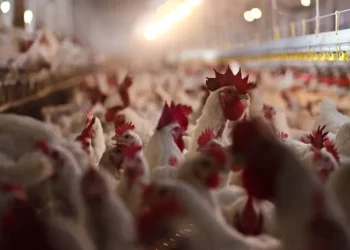 Bird Flu Devastates 7.4 Million Pennsylvania Chickens in a Month