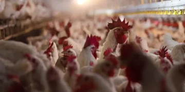 Bird Flu Devastates 7.4 Million Pennsylvania Chickens in a Month