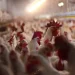 Bird Flu Devastates 7.4 Million Pennsylvania Chickens in a Month