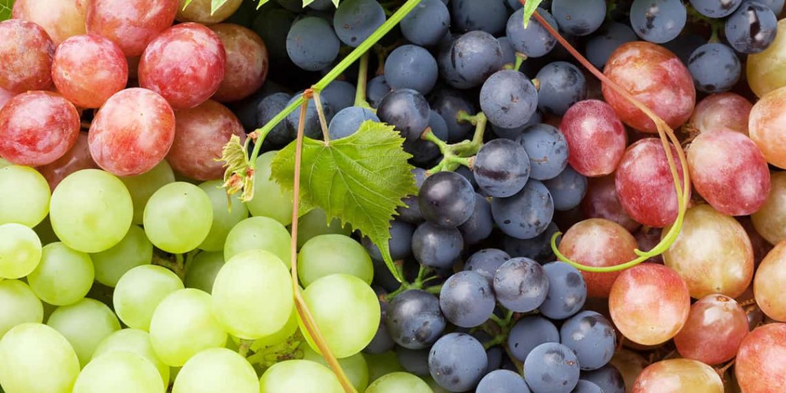 Vietnam imports US0 million in grapes from China in 2025 Vietnam imports US0 million in grapes from China in 2025