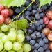 Vietnam imports US0 million in grapes from China in 2025