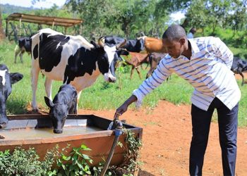 Climate-smart programme to benefit 20,000 dairy farmers