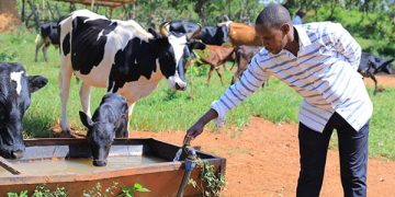 Climate-smart programme to benefit 20,000 dairy farmers Climate-smart programme to benefit 20,000 dairy farmers