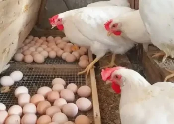 Saudi bans poultry imports from Ghana