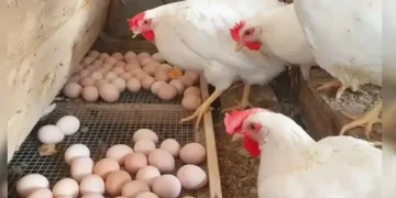 Saudi bans poultry imports from Ghana