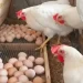 Saudi bans poultry imports from Ghana Saudi bans poultry imports from Ghana
