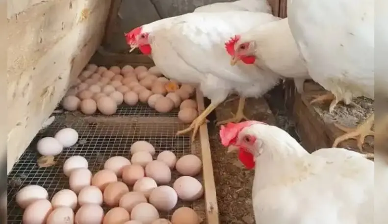 Saudi bans poultry imports from Ghana Saudi bans poultry imports from Ghana