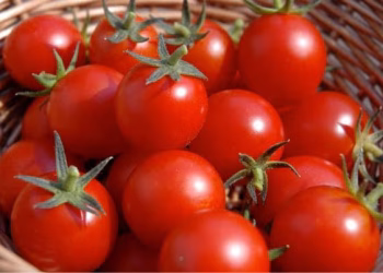Ban on Tomato Export by Burkina Faso will Affect our Businesses – Traders in Ashanti Region Lament