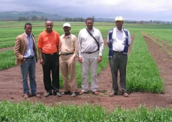 From Rust Threat to Wheat Expansion in Ethiopia