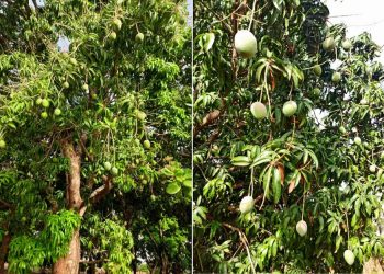 Mango harvest in Côte d’Ivoire to start late March