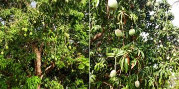 Mango harvest in Côte d’Ivoire to start late March
