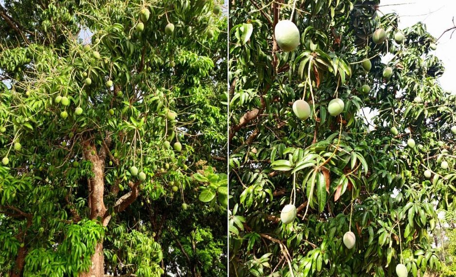 Mango harvest in Côte d’Ivoire to start late March Mango harvest in Côte d’Ivoire to start late March