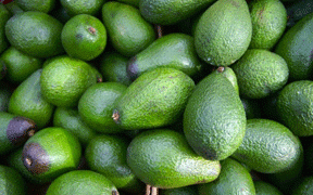 Over 70% of Uganda Hass avocados rejected for export Over 70% of Uganda Hass avocados rejected for export