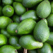 Over 70% of Uganda Hass avocados rejected for export