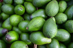 Over 70% of Uganda Hass avocados rejected for export Over 70% of Uganda Hass avocados rejected for export