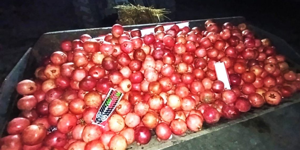 19 tons of contaminated pomegranates destroyed before reaching consumers
