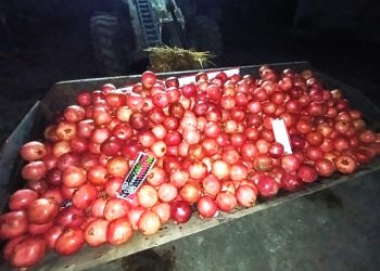 19 tons of contaminated pomegranates destroyed before reaching consumers