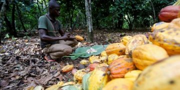 COCOBOD Releases ¢4.2bn to Clear Cocoa Farmers’ Arrears