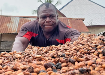 Bitter Times for Cocoa Farmers as Chocolate Market Slumps