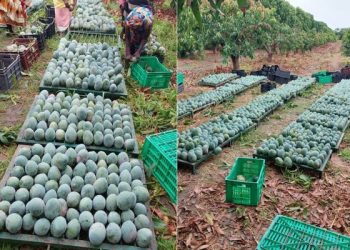 Senegalese mangoes under scrutiny over fruit flies