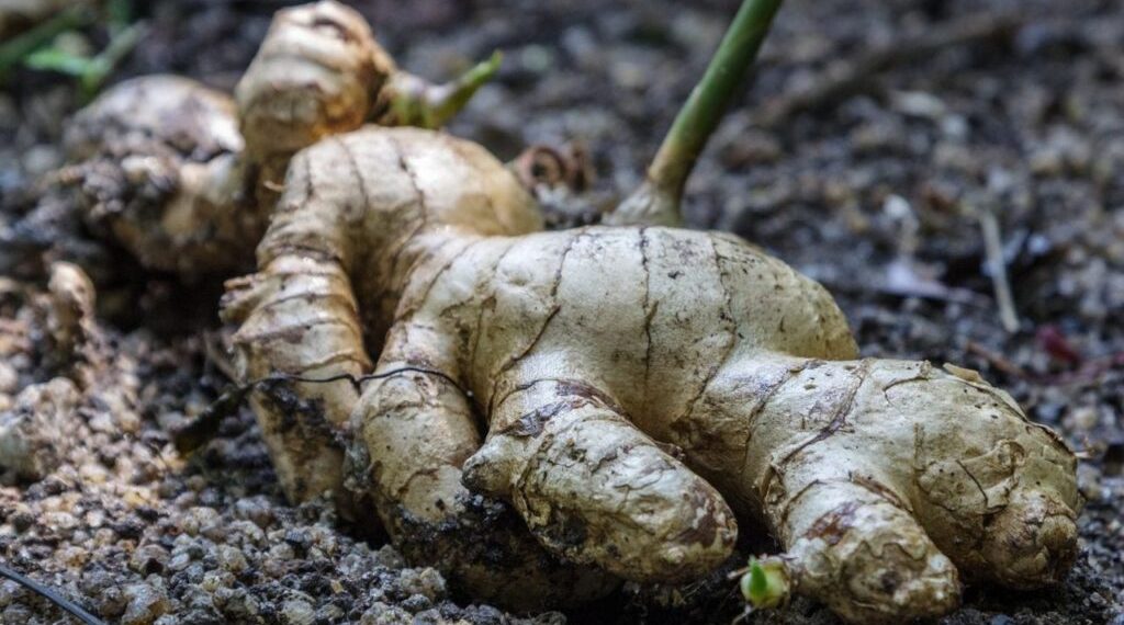 Ginger price surge hits vendors, households in Ghana month Ginger price surge hits vendors, households in Ghana month