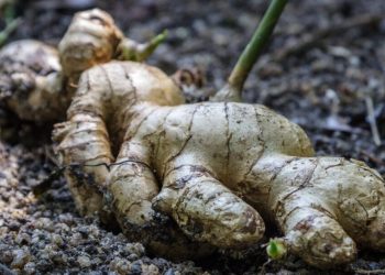 Ginger price surge hits vendors, households in Ghana month