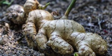 Ginger price surge hits vendors, households in Ghana month