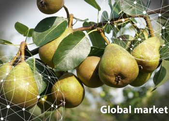GLOBAL MARKET OVERVIEW PEARS