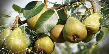 GLOBAL MARKET OVERVIEW PEARS GLOBAL MARKET OVERVIEW PEARS
