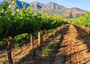 Africa achieves first gene-edited grapevine with improved resilience