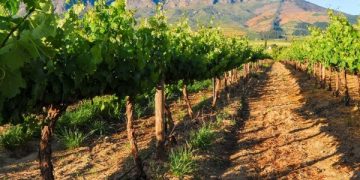 Africa achieves first gene-edited grapevine with improved resilience