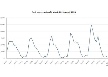 New Zealand fruit exports rise as kiwifruit and apples drive growth