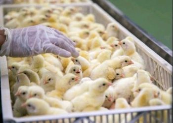 3,000 farmers receive poultry support under EU Food Security Project