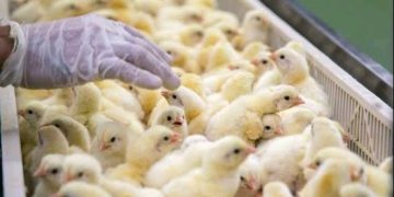 3,000 farmers receive poultry support under EU Food Security Project