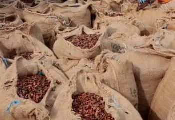 Three Arrested for Smuggling Over 100 Bags of Cocoa into Ghana