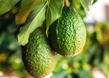 Kenyan avocado exports projected at US0 million in 2026