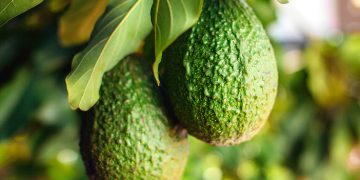 Kenyan avocado exports projected at US0 million in 2026