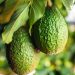 Kenyan avocado exports projected at US0 million in 2026
