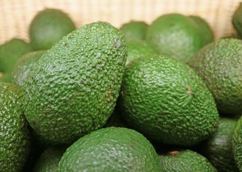 Kenyan avocado production hits 694 thousand metric tons as exports decline