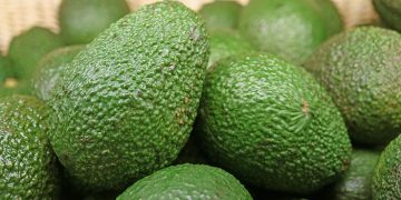 Kenyan avocado production hits 694 thousand metric tons as exports decline