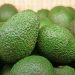 Kenyan avocado production hits 694 thousand metric tons as exports decline