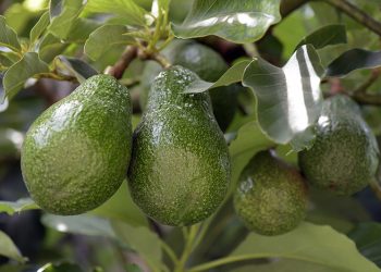 Tanzanian avocado exports grow as trade regulation improves