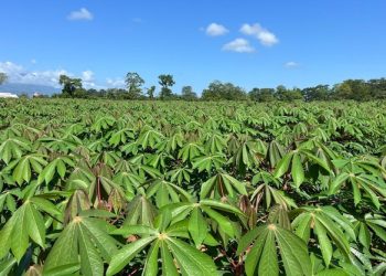 Costa Rican cassava exporters join forces to conquer the global market