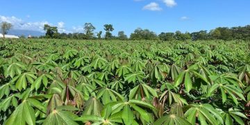 Costa Rican cassava exporters join forces to conquer the global market