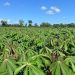 Costa Rican cassava exporters join forces to conquer the global market